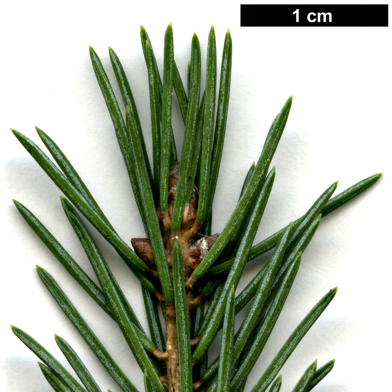 High resolution image: Family: Pinaceae - Genus: Picea - Taxon: likiangensis - SpeciesSub: var. rubescens